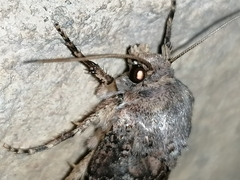 Agrotis bigramma
