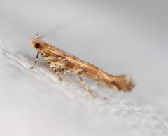 Anatrachyntis rileyi