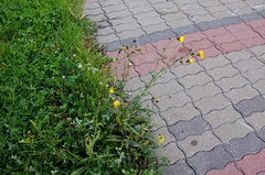 Sonchus arvensis