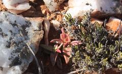 Crassula capitella thyrsiflora