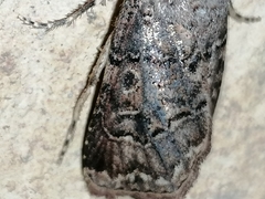 Agrotis bigramma