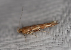 Anatrachyntis rileyi