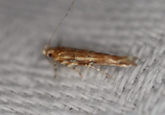 Anatrachyntis rileyi