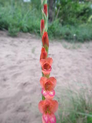 Gladiolus densiflorus