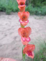Gladiolus densiflorus