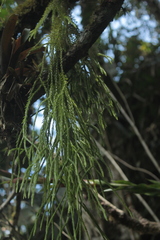 Phlegmariurus sarmentosus