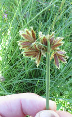 Cyperus marginatus