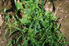Cyperus laxus