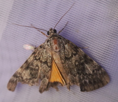Catocala lineella