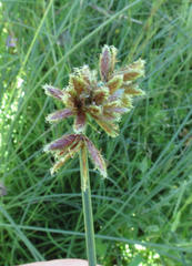 Cyperus marginatus