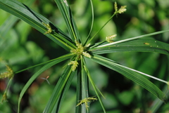Cyperus laxus