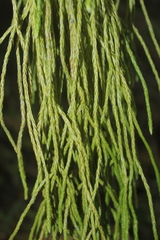 Phlegmariurus sarmentosus