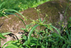 Cyperus laxus