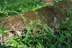 Cyperus laxus