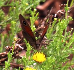 Stygionympha robertsoni