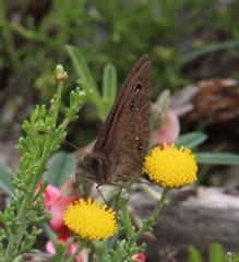 Stygionympha robertsoni