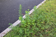 Artemisia vulgaris