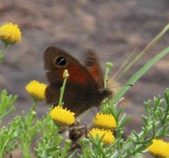 Stygionympha robertsoni
