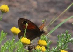 Stygionympha robertsoni