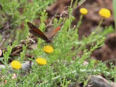 Stygionympha robertsoni