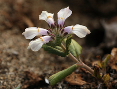 Collinsia corymbosa