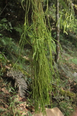 Phlegmariurus sarmentosus