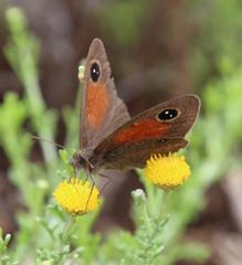 Stygionympha robertsoni