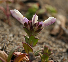 Collinsia corymbosa