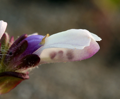Collinsia corymbosa