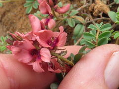 Indigofera alternans