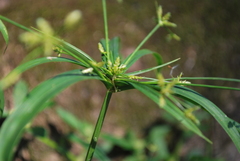 Cyperus laxus