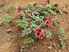 Indigofera alternans