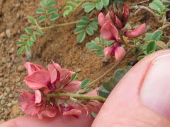 Indigofera alternans