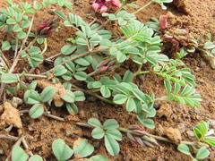 Indigofera alternans