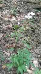 Cardamine bulbifera