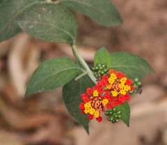 Lantana