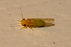 Cacopsylla annulata