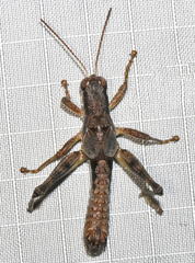 Melanoplus tribulus