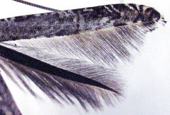 Conopomorpha cyanospila