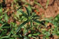 Cyperus laxus