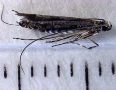 Conopomorpha cyanospila