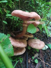 Armillaria mexicana
