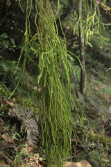 Phlegmariurus sarmentosus