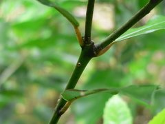 Trachytetra rugulosa