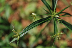 Cyperus laxus