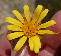 Cullumia bisulca