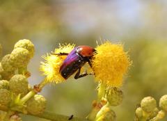Leucocelis