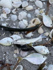 Chloroscombrus chrysurus