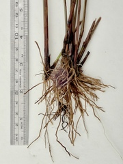 Cyperus niger
