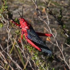 Phymateus morbillosus morbillosus